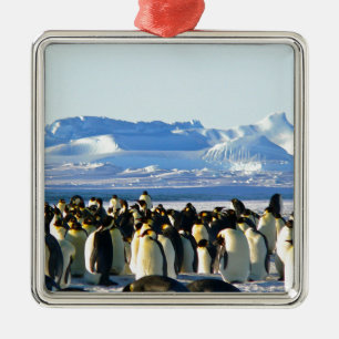Ornamento De Metal Pinguins imperadores