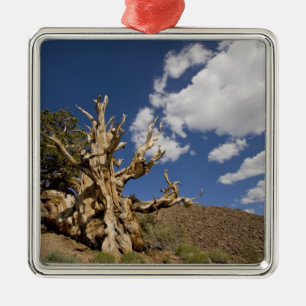 Ornamento De Metal Pinheiro Bristlecone na Floresta Antiga Bristlecon