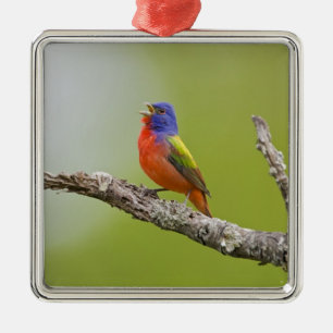 Ornamento De Metal Pintassilgo-de-bico-grosso (Passerina ciris) macho