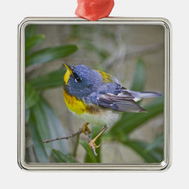 Ornamento De Metal Pirula (Parula americana) (Frente)