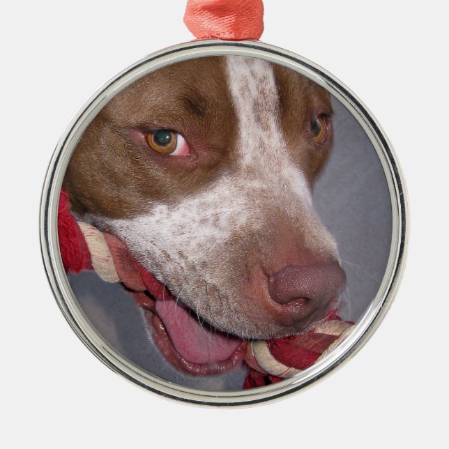 Ornamento De Metal Pitbull insolente (Frente)