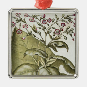 Ornamento De Metal Planta de tabaco, do "Hortus Eystettensis" por B