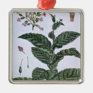Ornamento De Metal Planta de tabaco, placa 7, 'da coleção Precieuse