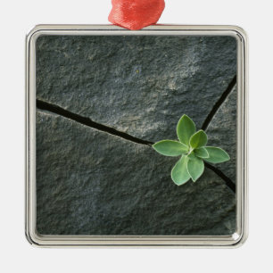 Ornamento De Metal Planta que cresce em Boulder rachado