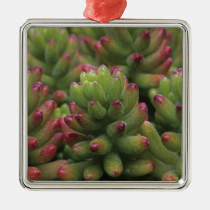 Ornamento De Metal planta Sedum, Museu do Deserto de Arizona-Sonora,