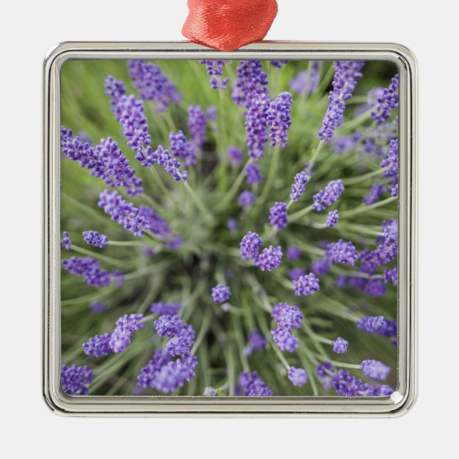 Ornamento De Metal Plantas de lavanda (Frente)