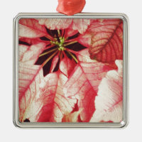 Poinsettia