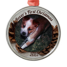 Primeira Foto de Natal de Pinecones Pet com Ano