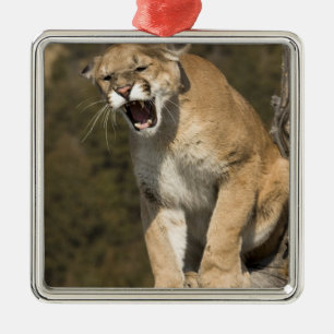 Ornamento De Metal Puma ou leão-da-montanha, puma concolor, Cativo -