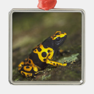 Ornamento De Metal Rã-venenosa-de-banda-amarela Dendrobates