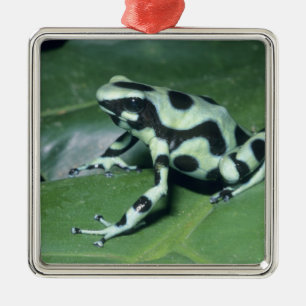 Ornamento De Metal Rã venenosa, (Dendrobates auratus) Cahuita
