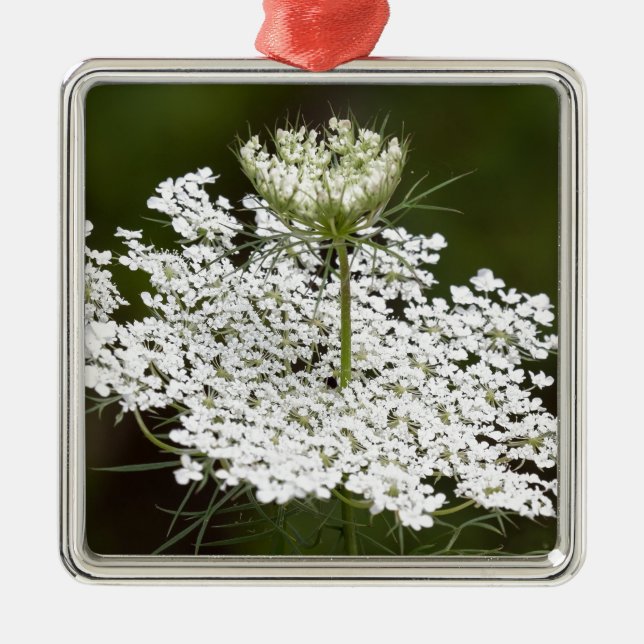 Ornamento De Metal Rainha Ann's Lace (Frente)