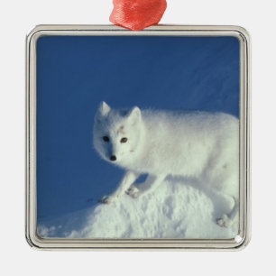 Ornamento De Metal Raposa ártica Alopex lagopus) Uma raposa ártica