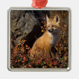 Ornamento De Metal raposa-vermelha, Vulpes vulpes