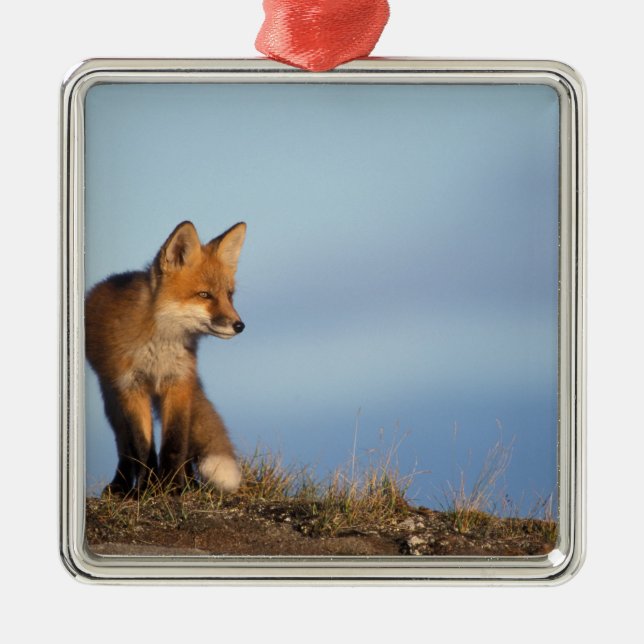 Ornamento De Metal raposa-vermelha, Vulpes vulpes (Frente)