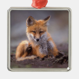 Ornamento De Metal raposa-vermelha, Vulpes vulpes, filhote coçando-se