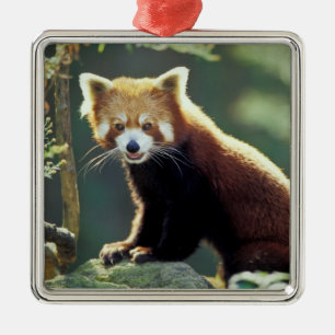 Ornamento De Metal Red Panda Ailurus fulgens)