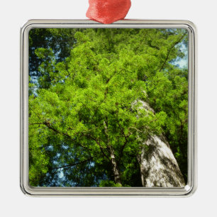 Ornamento De Metal Redwood Boughs no Parque Nacional de Redwood