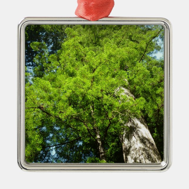 Ornamento De Metal Redwood Boughs no Parque Nacional de Redwood (Frente)