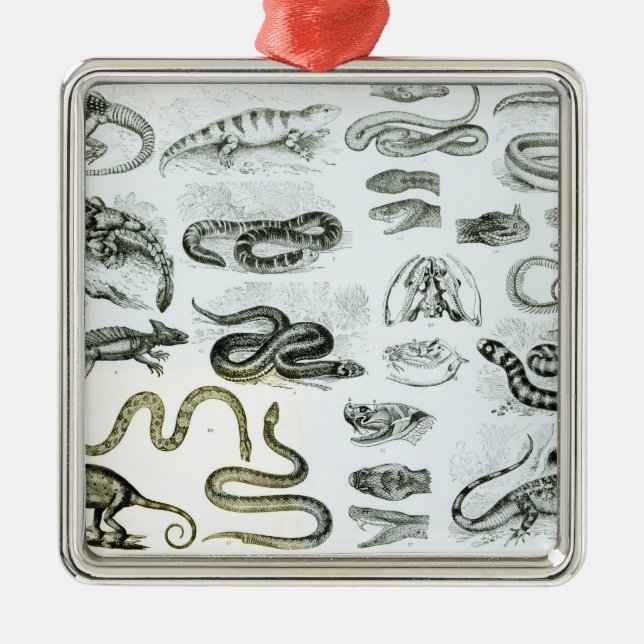Ornamento De Metal Répteis, serpentes e lagartos (Frente)
