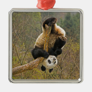 Ornamento De Metal Reserva de Pandas Wolong, China, 2 1/2 anos de ida