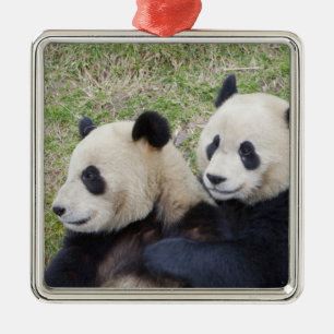 Ornamento De Metal Reserva de Wolong, China, Panda gigante abraçando