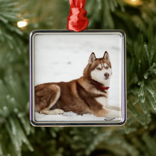 Ornamento De Metal Retrato de Husky Siberiano