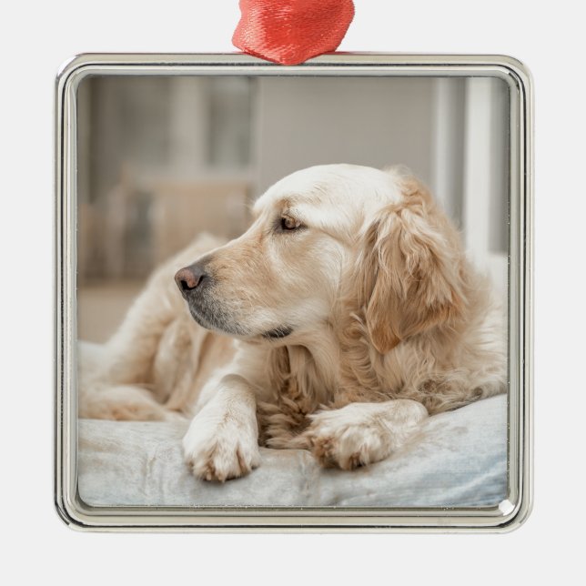 Ornamento De Metal Retriever de ouro (Frente)