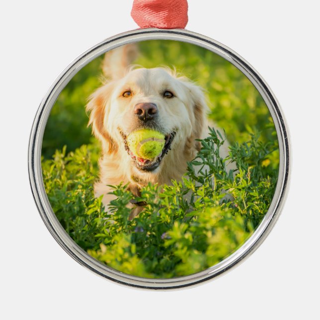 Ornamento De Metal Retriever de ouro (Frente)