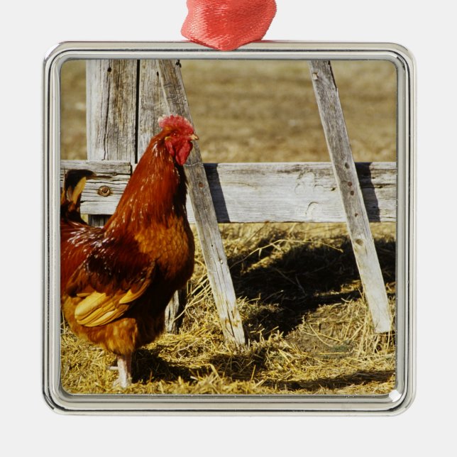 Ornamento De Metal Rhode Island Red Rooster (Frente)