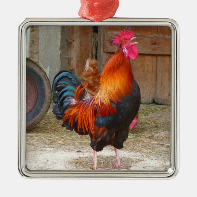 Ornamento De Metal Rhode Island Red Rooster Crowing em Barnyard (Frente)