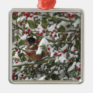 Ornamento De Metal robin se abrigando em uma árvore de azevinho após 