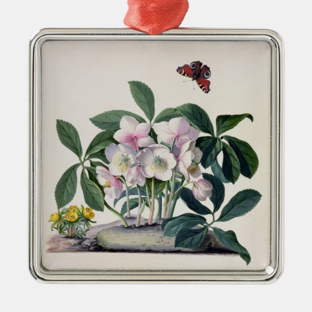 Ornamento De Metal Rosa de Natal (Helleborus niger) e inverno Aconi (Frente)