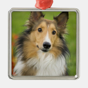 Ornamento De Metal Rough Collie, cão