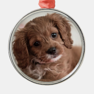 Ornamento De Metal Ruby Cavapoo Puppy Dog