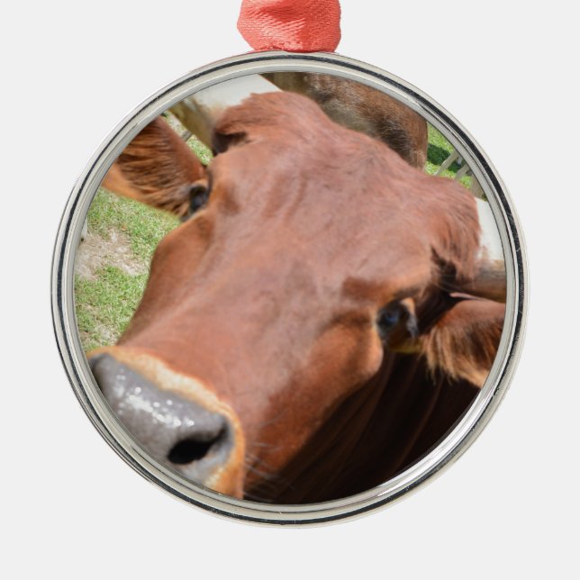 Ornamento De Metal Safari Brown Cow (Frente)