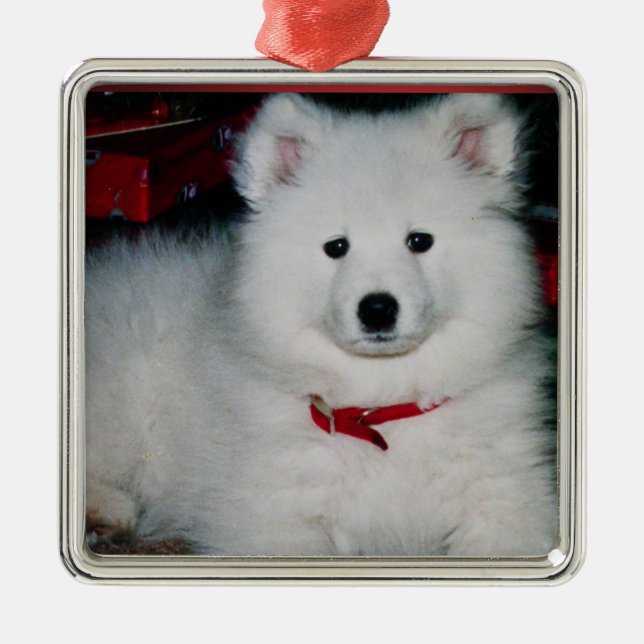 Ornamento De Metal Samoyed Ornament (Frente)