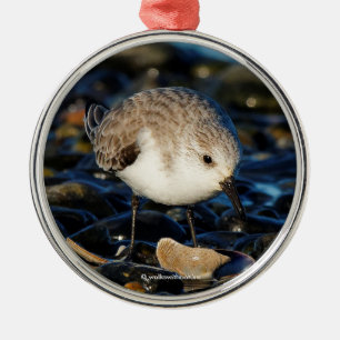 Ornamento De Metal Sanderling Cute Gosta De Jantar Na Zona Costeira