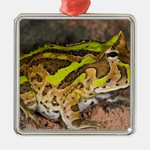 Ornamento De Metal Sapo-de-chifres-do-Brasil, Ceratophrys cornuta, Na