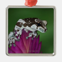 Sapo do leite, resinifictrix de Trachycephalus