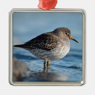 Ornamento De Metal Searching Rock Sandpiper