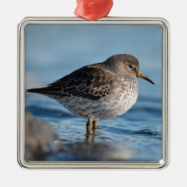 Ornamento De Metal Searing Rock Sandpiper (Frente)