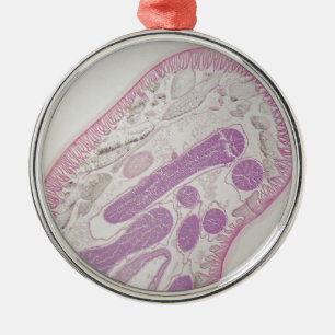 Ornamento De Metal Sem-fim parasítico do nemátodo (sp das ascáridas.)