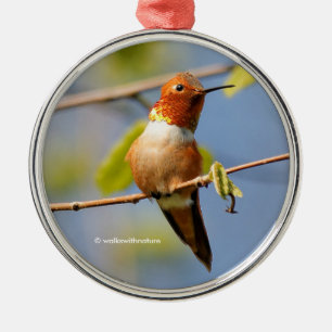 Ornamento De Metal Sentado Bonito: Homem Rufo Hummingbird