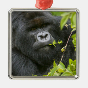 Ornamento De Metal Silverback Mountain Gorilla