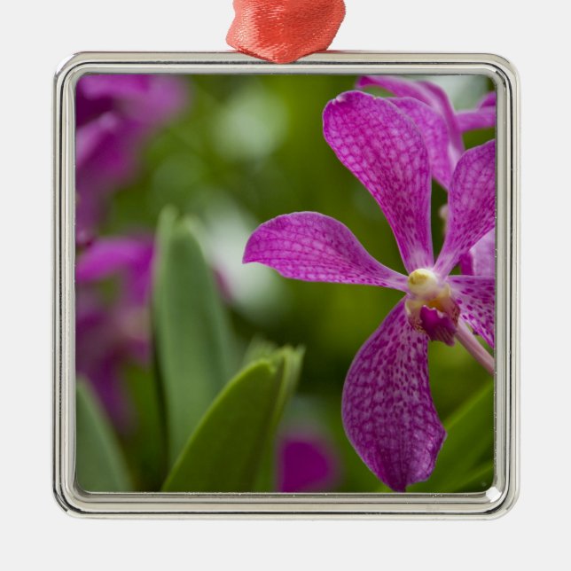 Ornamento De Metal Singapura Sânscrito para Lion City). Nacional (Frente)