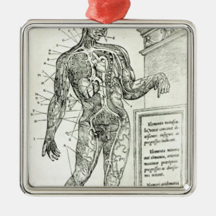 Ornamento De Metal Sistema vascular de acordo com Charles Etienne