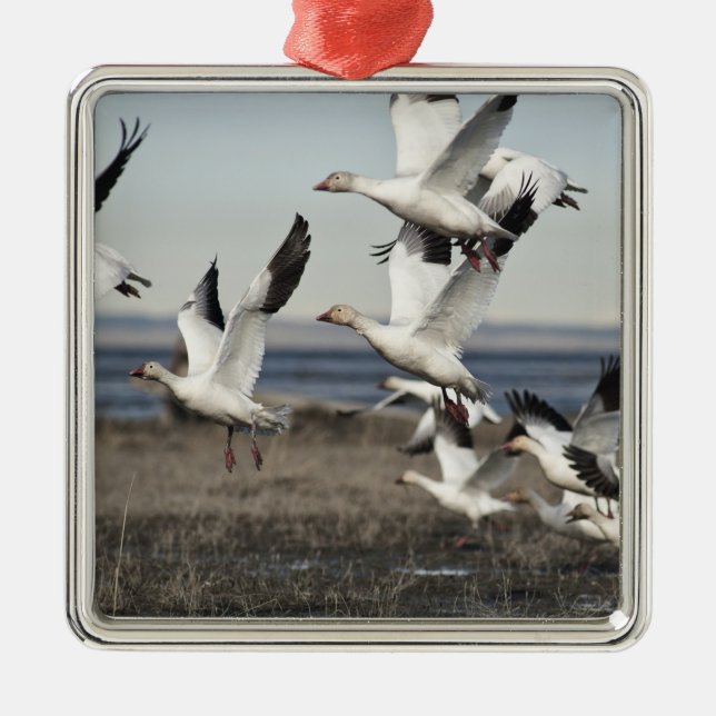 Ornamento De Metal Snow Geese Voadora (Frente)
