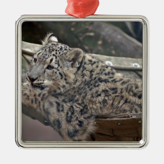 Ornamento De Metal Snow Lepard (Frente)