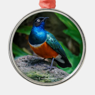 Ornamento De Metal Sobrevivente Africano Superb Starling